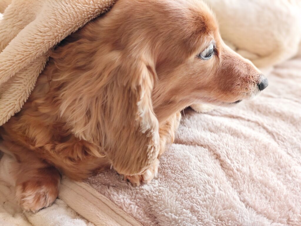 犬と暮らす≪設備アイデア≫